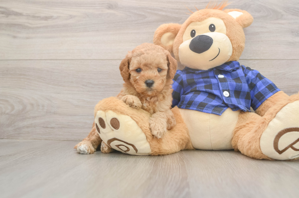 6 week old Mini Goldendoodle Puppy For Sale - Pilesgrove Pups