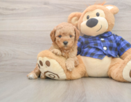 7 week old Mini Goldendoodle Puppy For Sale - Pilesgrove Pups 7 week old Mini Goldendoodle Puppy For Sale - Pilesgrove Pups