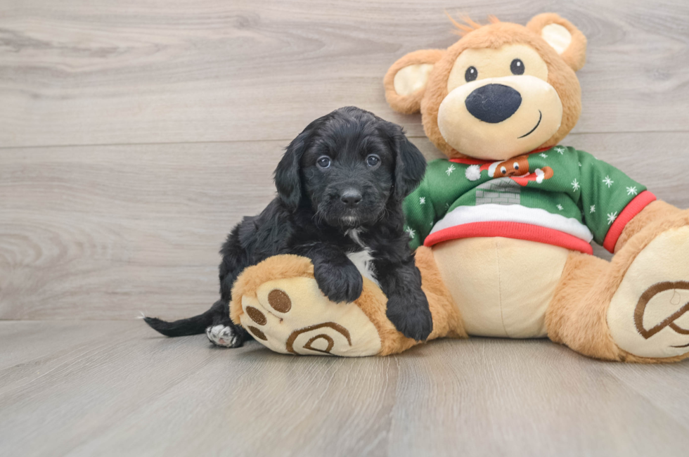 6 week old Mini Goldendoodle Puppy For Sale - Pilesgrove Pups