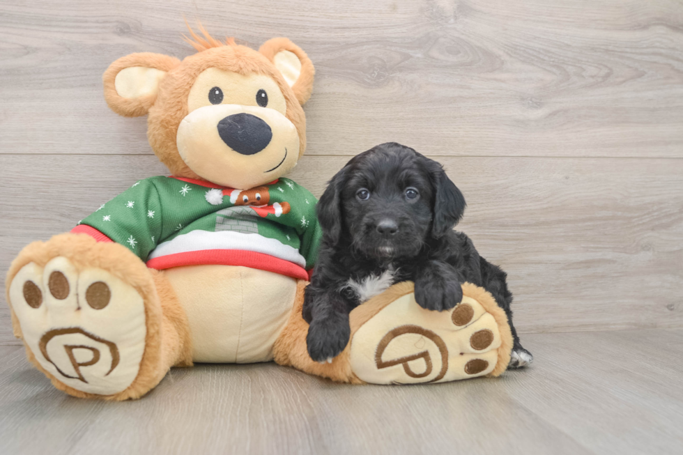 Mini Goldendoodle Pup Being Cute