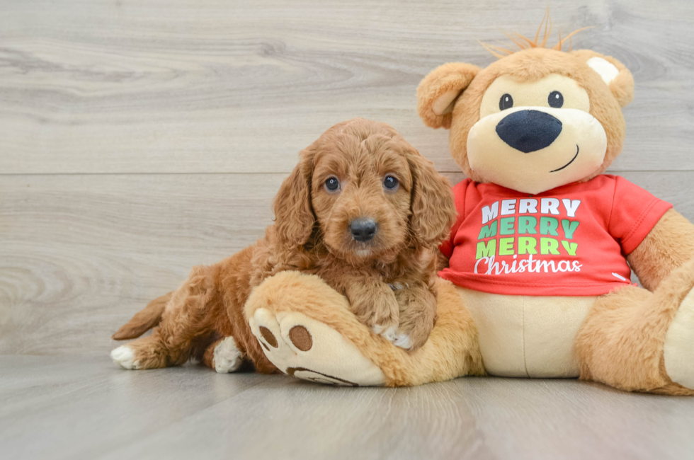 5 week old Mini Goldendoodle Puppy For Sale - Pilesgrove Pups