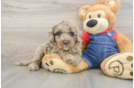 Small Mini Goldendoodle Baby
