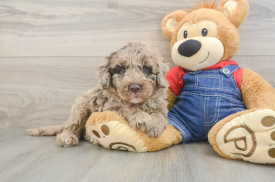 Small Mini Goldendoodle Baby
