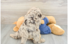 Best Mini Goldendoodle Baby