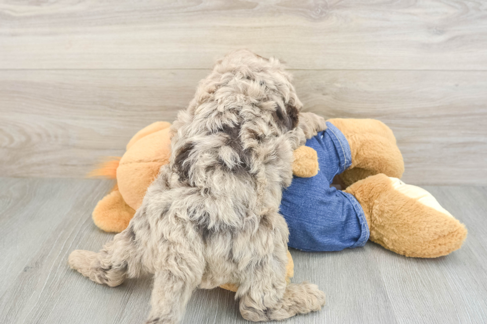 Best Mini Goldendoodle Baby