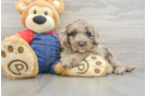 Mini Goldendoodle Puppy for Adoption