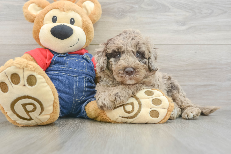 Mini Goldendoodle Puppy for Adoption