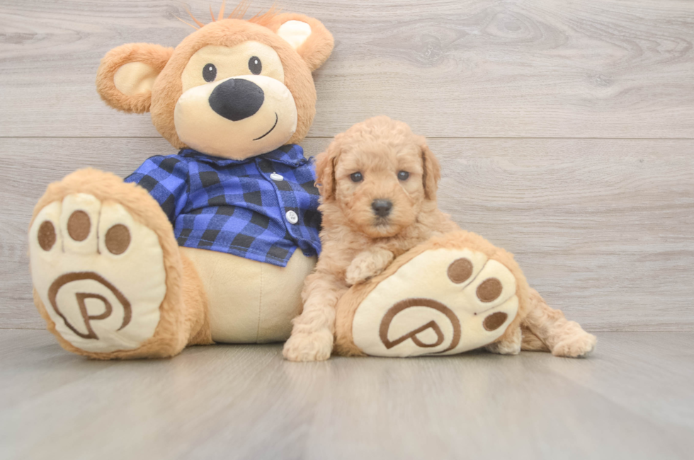 6 week old Mini Goldendoodle Puppy For Sale - Pilesgrove Pups