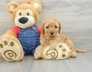 7 week old Mini Goldendoodle Puppy For Sale - Pilesgrove Pups