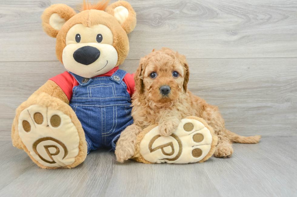 6 week old Mini Goldendoodle Puppy For Sale - Pilesgrove Pups