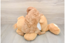 Mini Goldendoodle Puppy for Adoption
