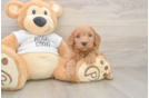 Little Mini Goldenpoo Poodle Mix Puppy