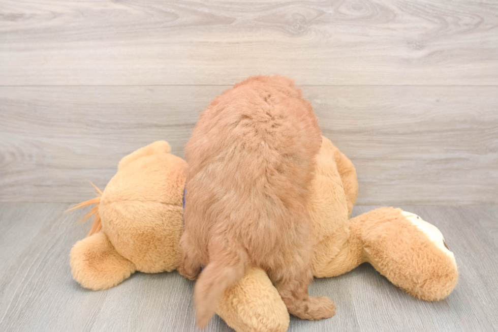 Best Mini Goldendoodle Baby
