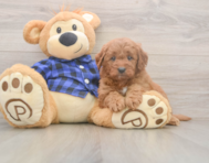 6 week old Mini Goldendoodle Puppy For Sale - Pilesgrove Pups