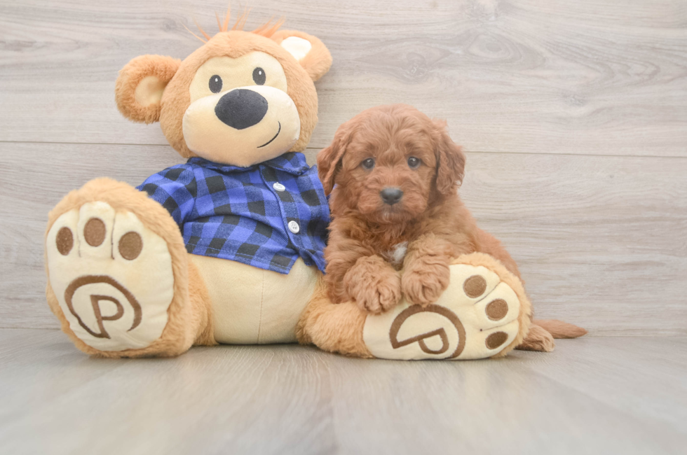 6 week old Mini Goldendoodle Puppy For Sale - Pilesgrove Pups