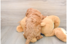 Mini Goldendoodle Puppy for Adoption