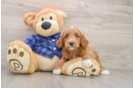 Happy Mini Goldendoodle Baby