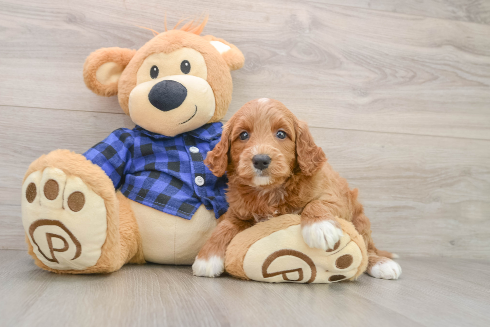 Happy Mini Goldendoodle Baby