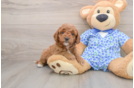 Popular Mini Goldendoodle Poodle Mix Pup