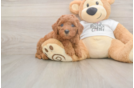 Best Mini Goldendoodle Baby