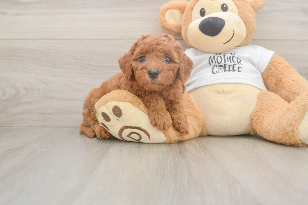 Best Mini Goldendoodle Baby