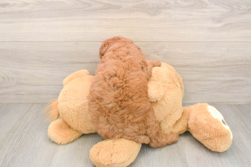 Friendly Mini Goldendoodle Baby