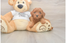 Mini Goldendoodle Puppy for Adoption