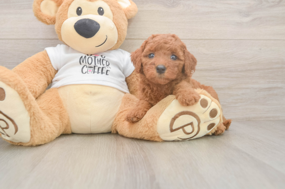 5 week old Mini Goldendoodle Puppy For Sale - Pilesgrove Pups