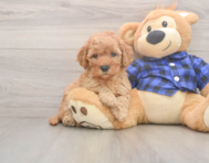 6 week old Mini Goldendoodle Puppy For Sale - Pilesgrove Pups