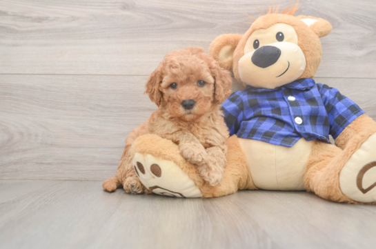 Best Mini Goldendoodle Baby
