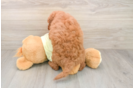 Little Mini Goldenpoo Poodle Mix Puppy