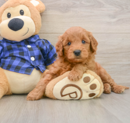 7 week old Mini Goldendoodle Puppy For Sale - Pilesgrove Pups