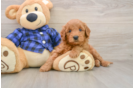 Best Mini Goldendoodle Baby
