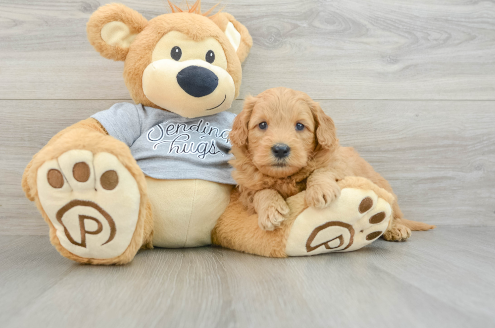 5 week old Mini Goldendoodle Puppy For Sale - Pilesgrove Pups