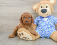 7 week old Mini Goldendoodle Puppy For Sale - Pilesgrove Pups