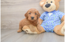 Mini Goldendoodle Pup Being Cute