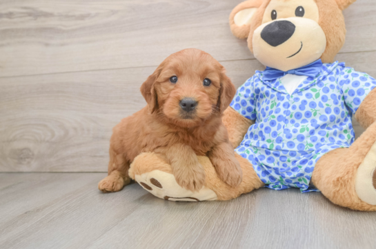 Mini Goldendoodle Pup Being Cute