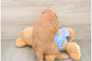 Mini Goldendoodle Puppy for Adoption