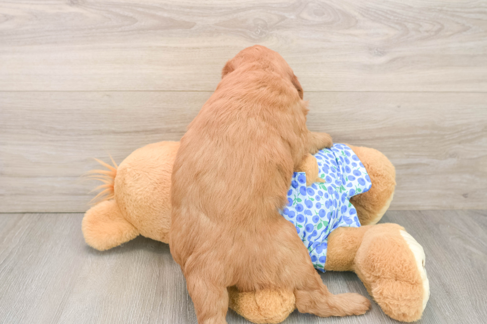 Mini Goldendoodle Puppy for Adoption