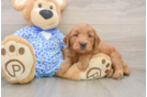 Adorable Golden Retriever Poodle Mix Poodle Mix Puppy