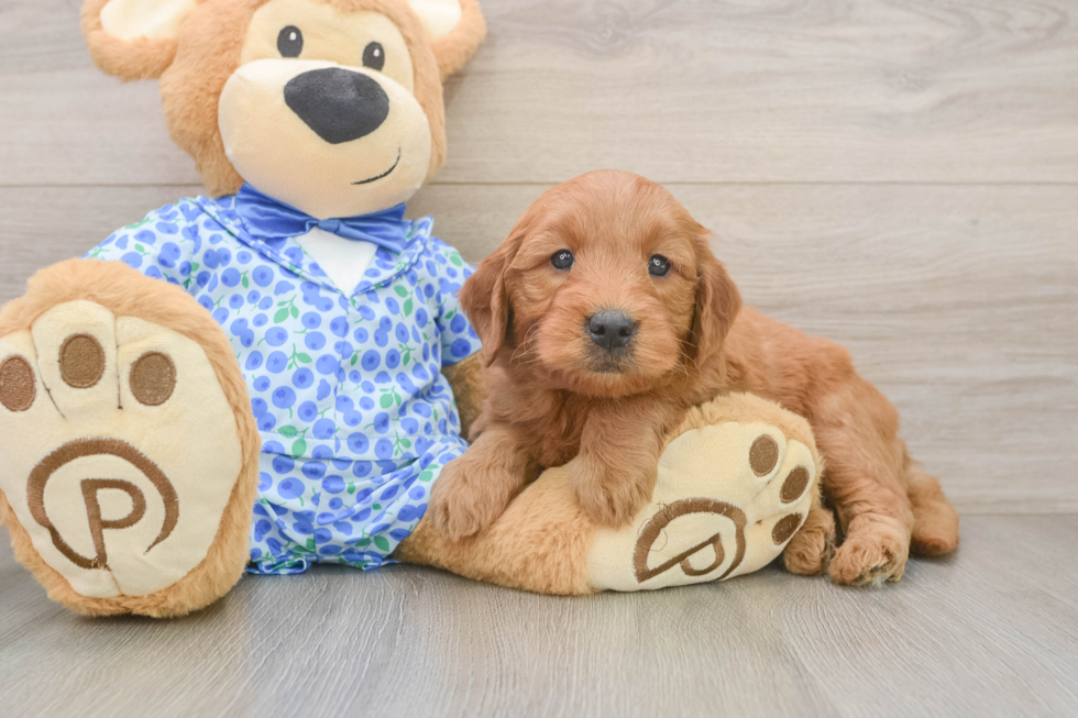 Adorable Golden Retriever Poodle Mix Poodle Mix Puppy