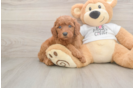 Mini Goldendoodle Pup Being Cute