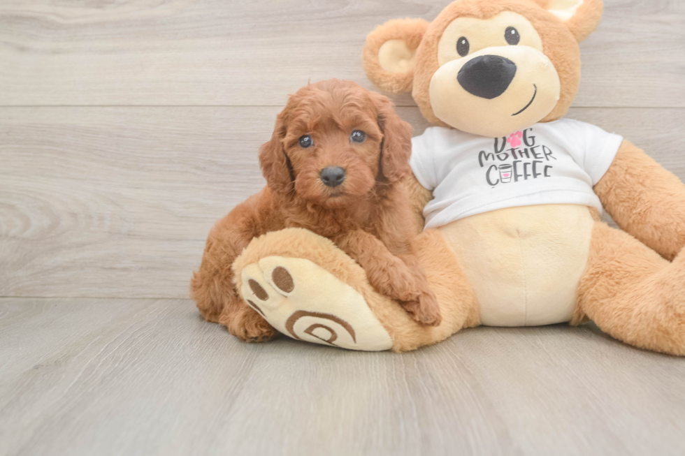 Mini Goldendoodle Pup Being Cute