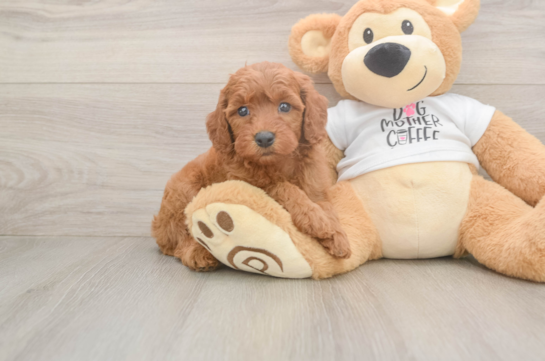 Mini Goldendoodle Pup Being Cute