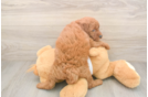 Petite Mini Goldendoodle Poodle Mix Pup