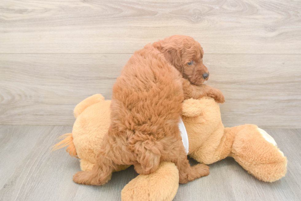 Petite Mini Goldendoodle Poodle Mix Pup