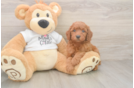 Hypoallergenic Mini Goldiepoo Poodle Mix Puppy