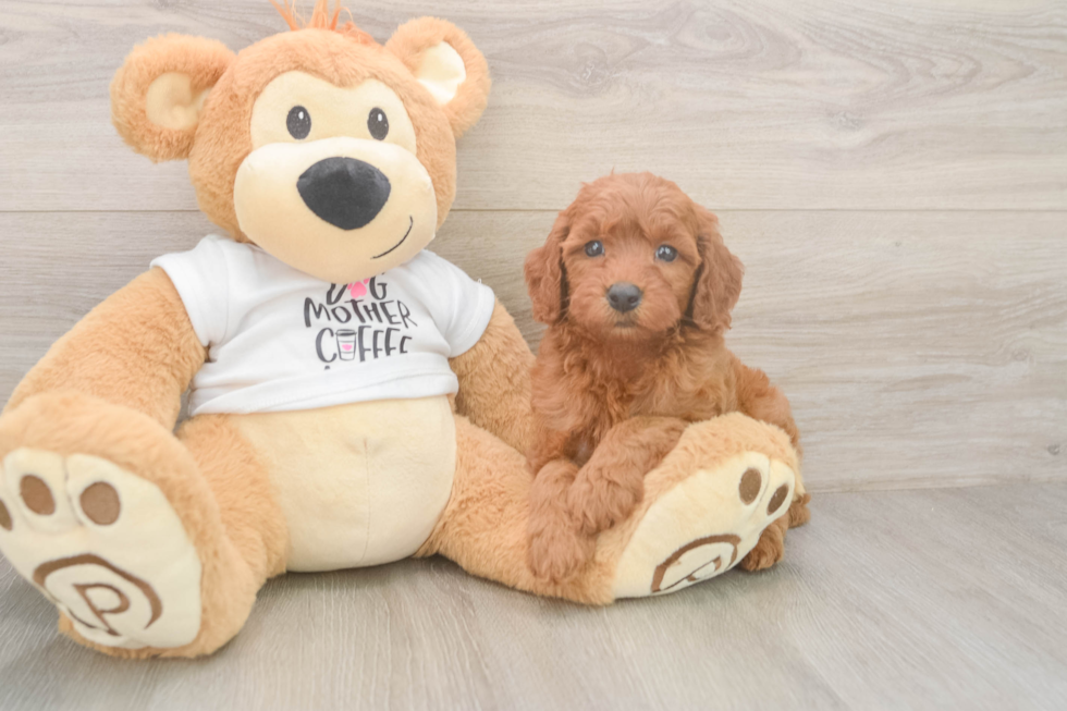 Hypoallergenic Mini Goldiepoo Poodle Mix Puppy