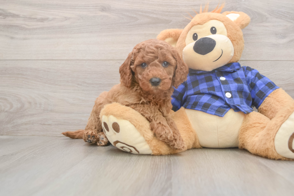 Mini Goldendoodle Puppy for Adoption