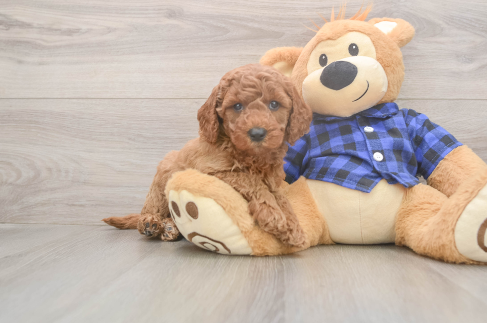 6 week old Mini Goldendoodle Puppy For Sale - Pilesgrove Pups